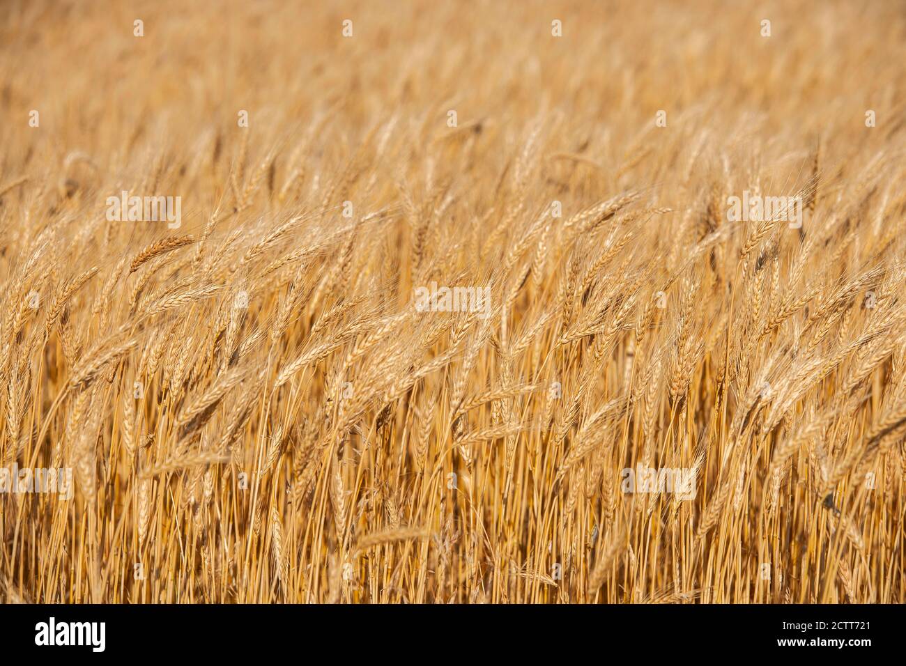 Goldene Weizenfeld Stockfoto