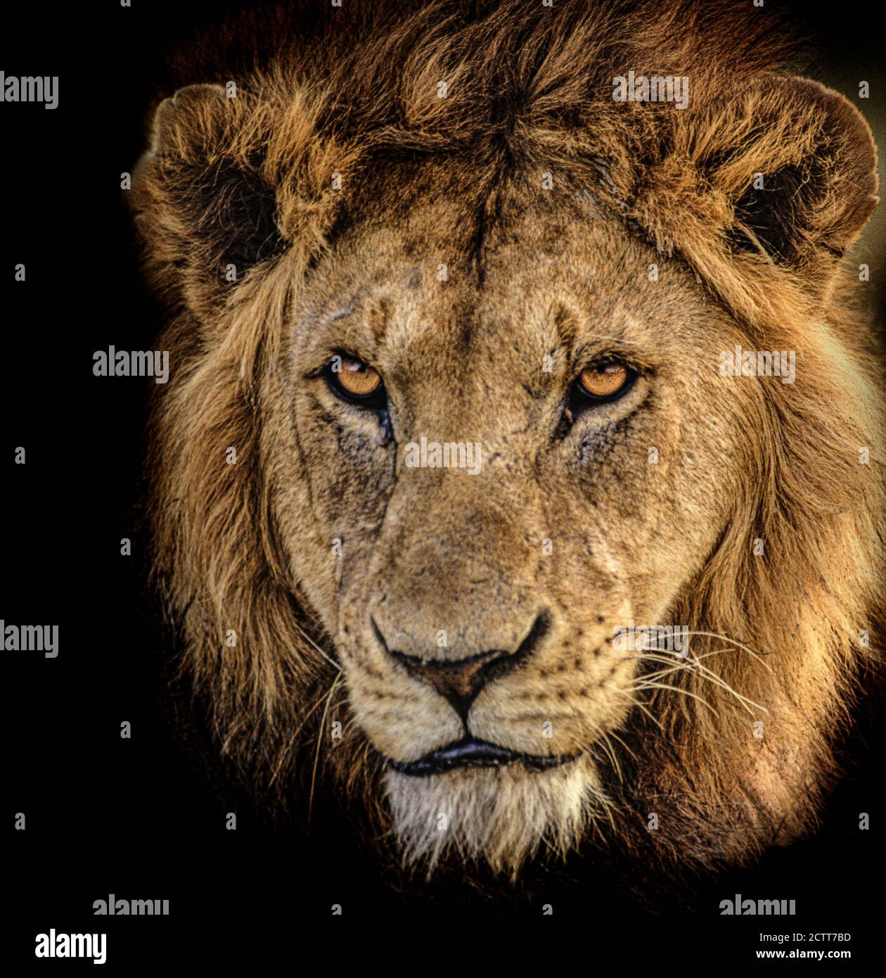 Afrika, Tansania, Leiter des männlichen Afrikanischen Löwen (Panthera leo) Stockfoto