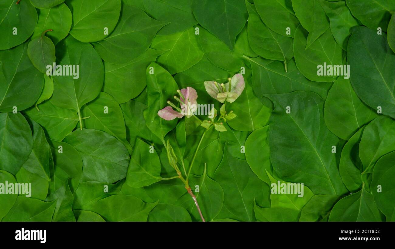Bougainvillea Blume auf grünen Blättern Hintergrund Stockfoto