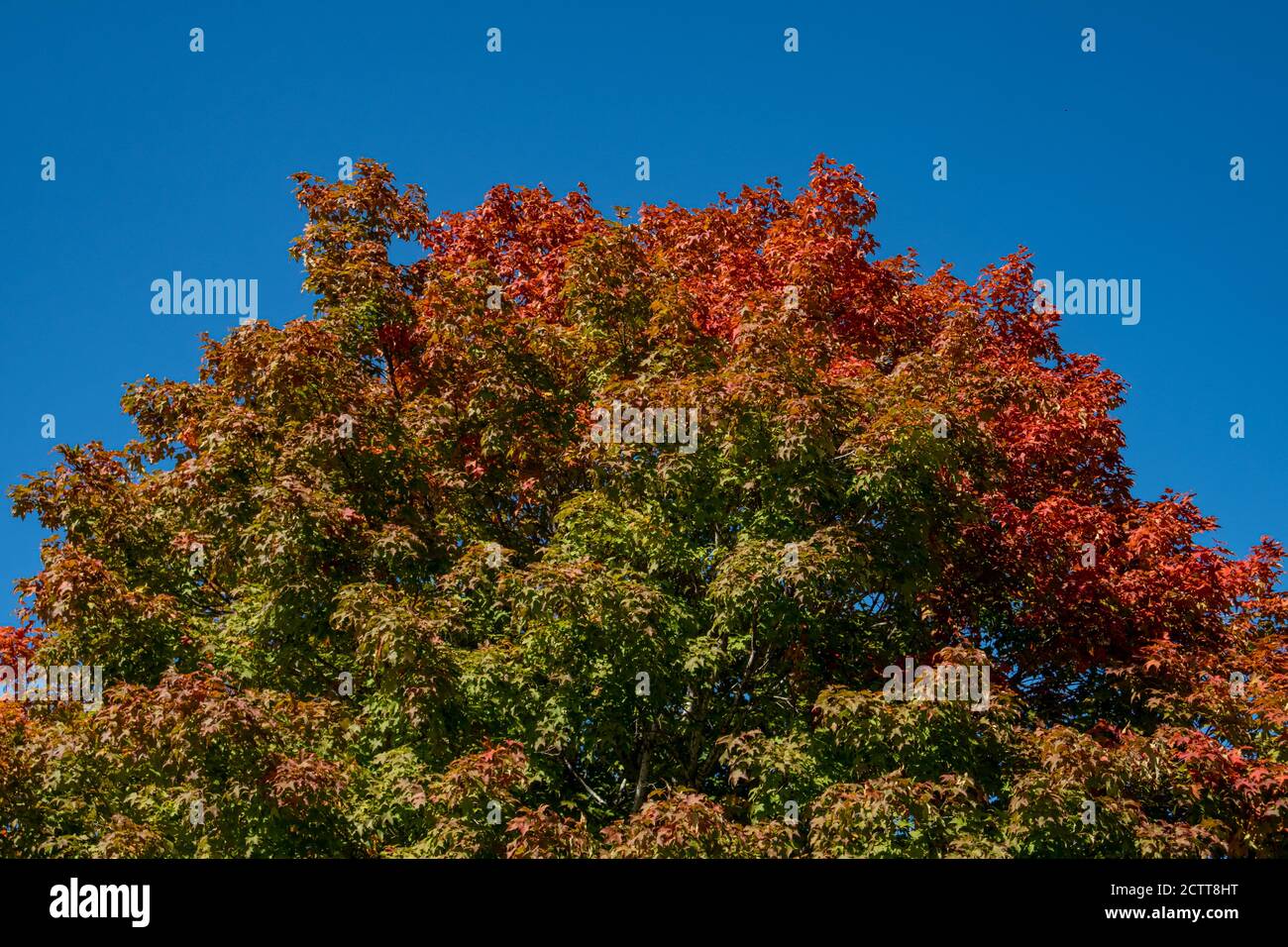 Der obere Teil eines Baumes ist mit feurig roten Blättern in Flecken neben grünen und gelbfärbung oder orange, und ein fester blauer Himmel hinter ihm. Stockfoto