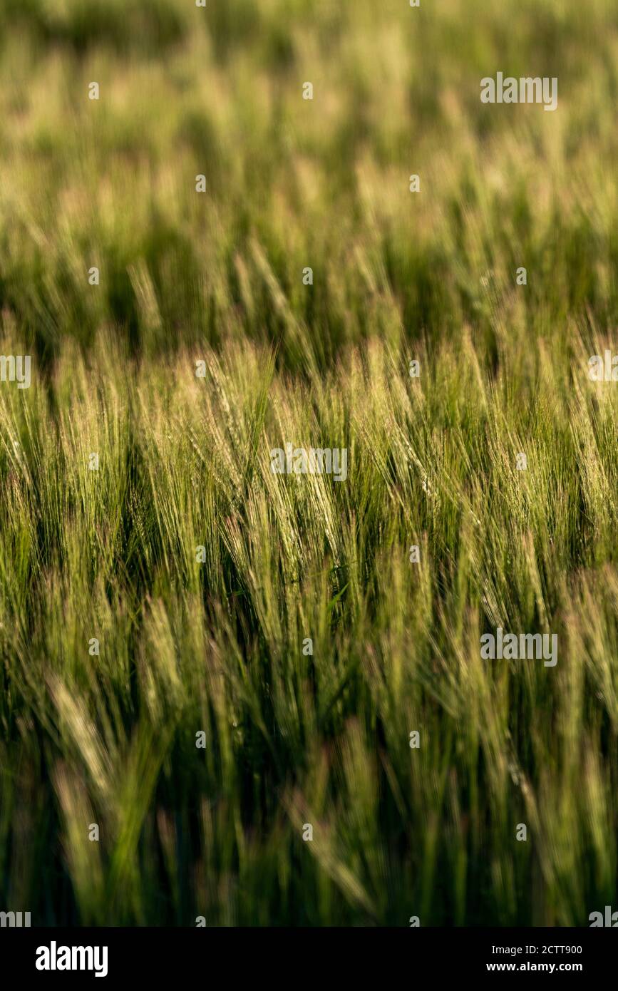 USA, Idaho, Sun Valley, Nahaufnahme der Weizenernte im Feld Stockfoto