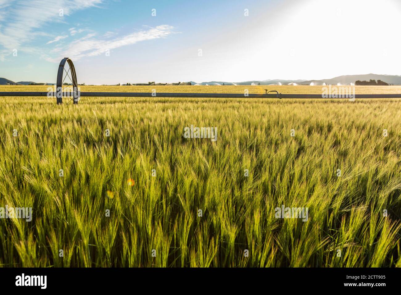 USA, Idaho, Sun Valley, Wheat Field im Sommer Stockfoto