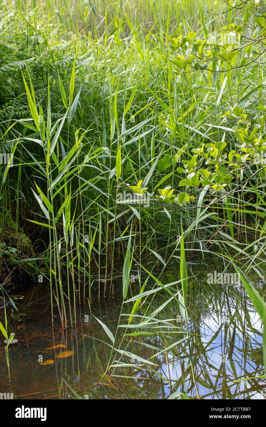 Norfolk Reed (Phragmites sp. ). Eindringen in einen Drainagesteich. Erle (Alnus glutinosa), aus dem Wind streuende Samen, blättrige Äste, rechts. Werk su Stockfoto