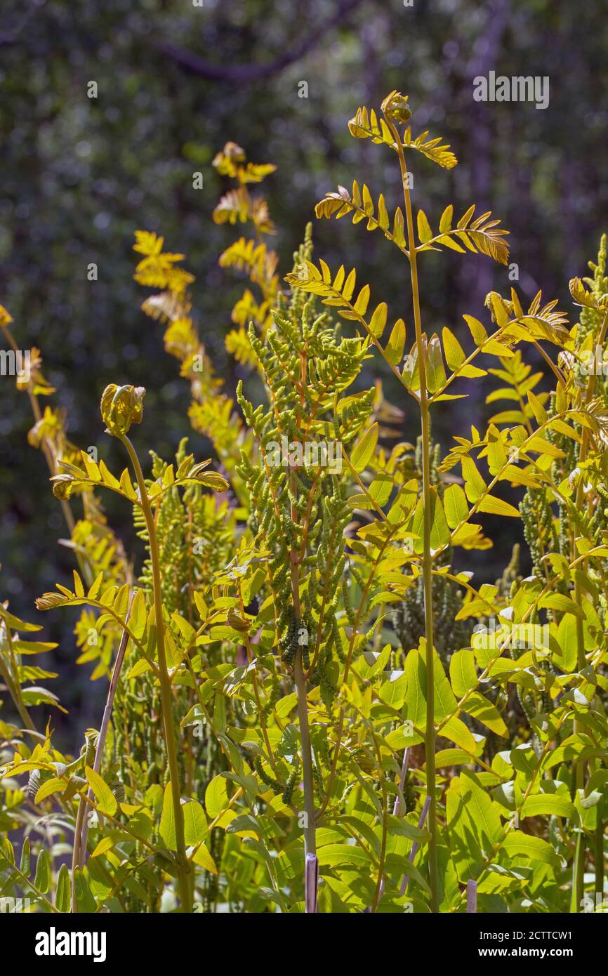 Royal Fern (Osmunda regalis). Frühjahr auftauchende Wachstum der neuen Wedden. Wächst in einem gerodeten Waldgebiet von Calthorpe Broad NNR, SSSI. Norfolk. Stockfoto