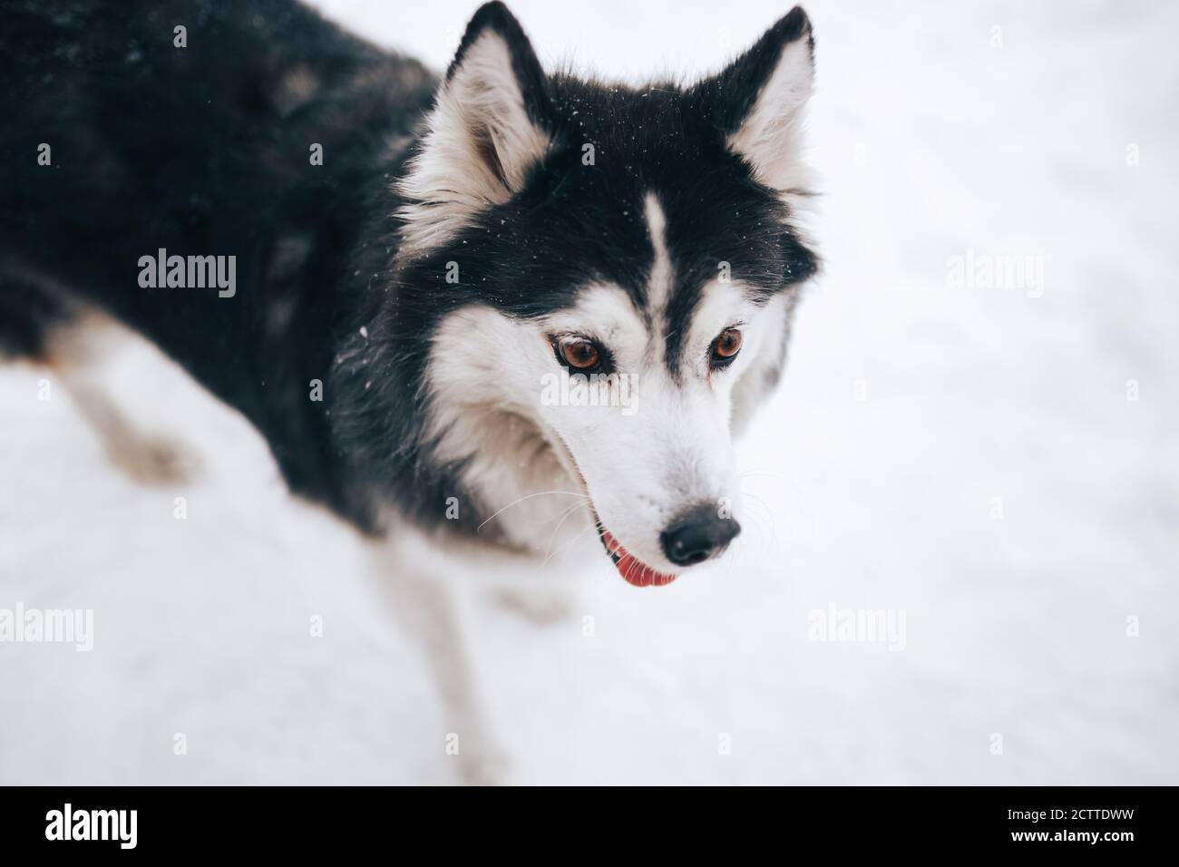 Schwarz Weiss Husky Stockfotos Und Bilder Kaufen Alamy