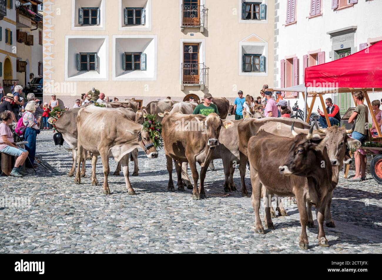 Alpabzug in Sent, Engadin Stockfoto