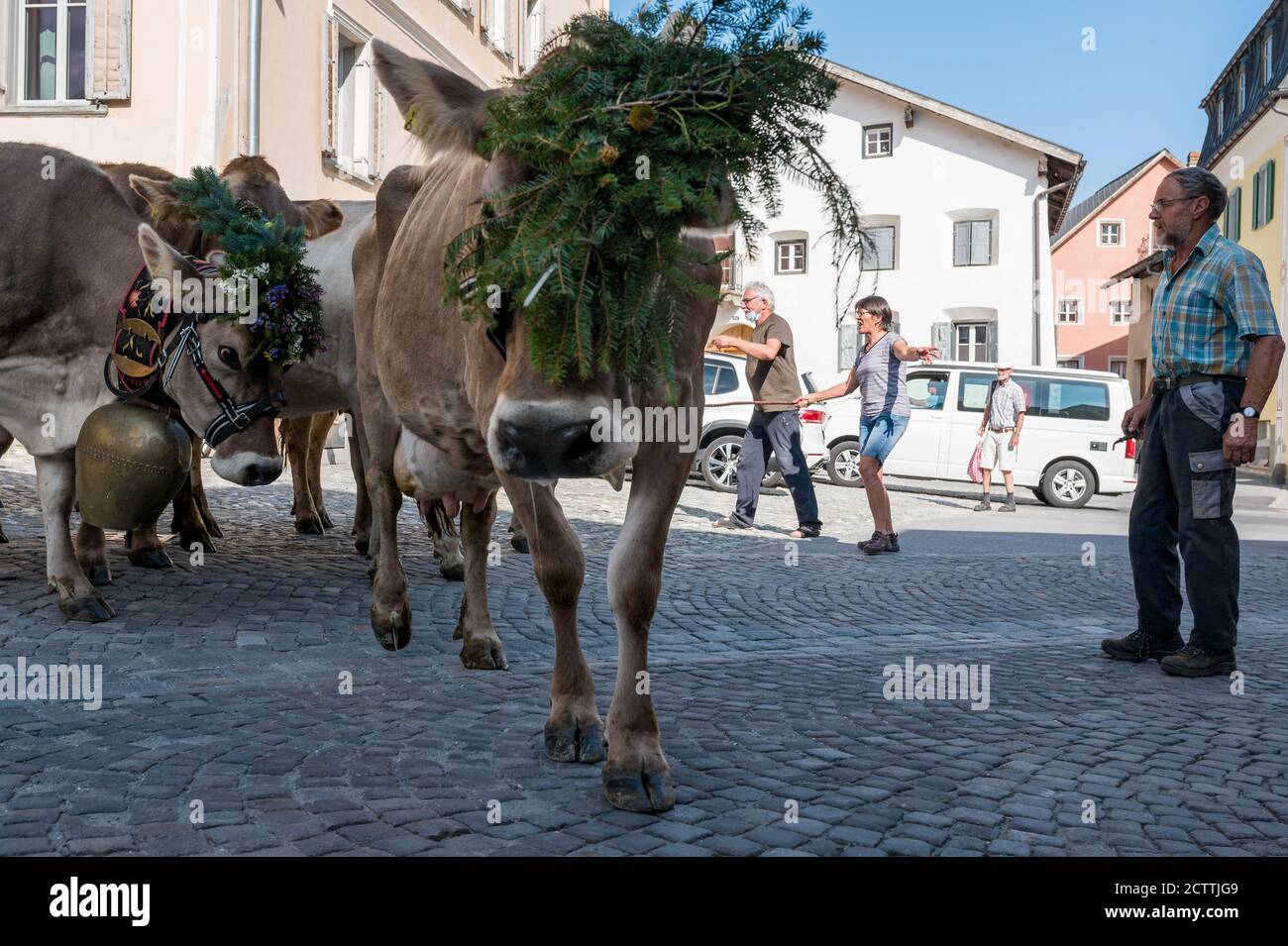 Alpabzug in Sent, Engadin Stockfoto