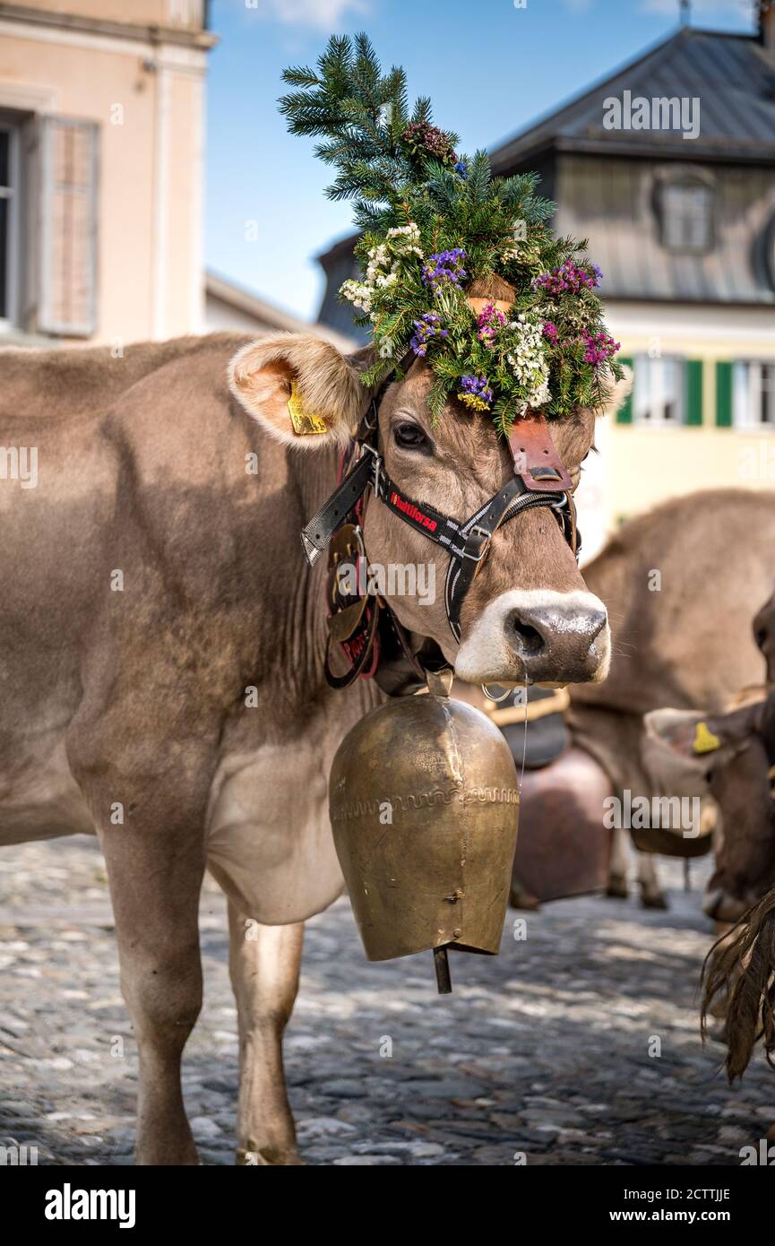 Geschmückte Kuh an Alpabzug in Sent, Engadin Stockfoto