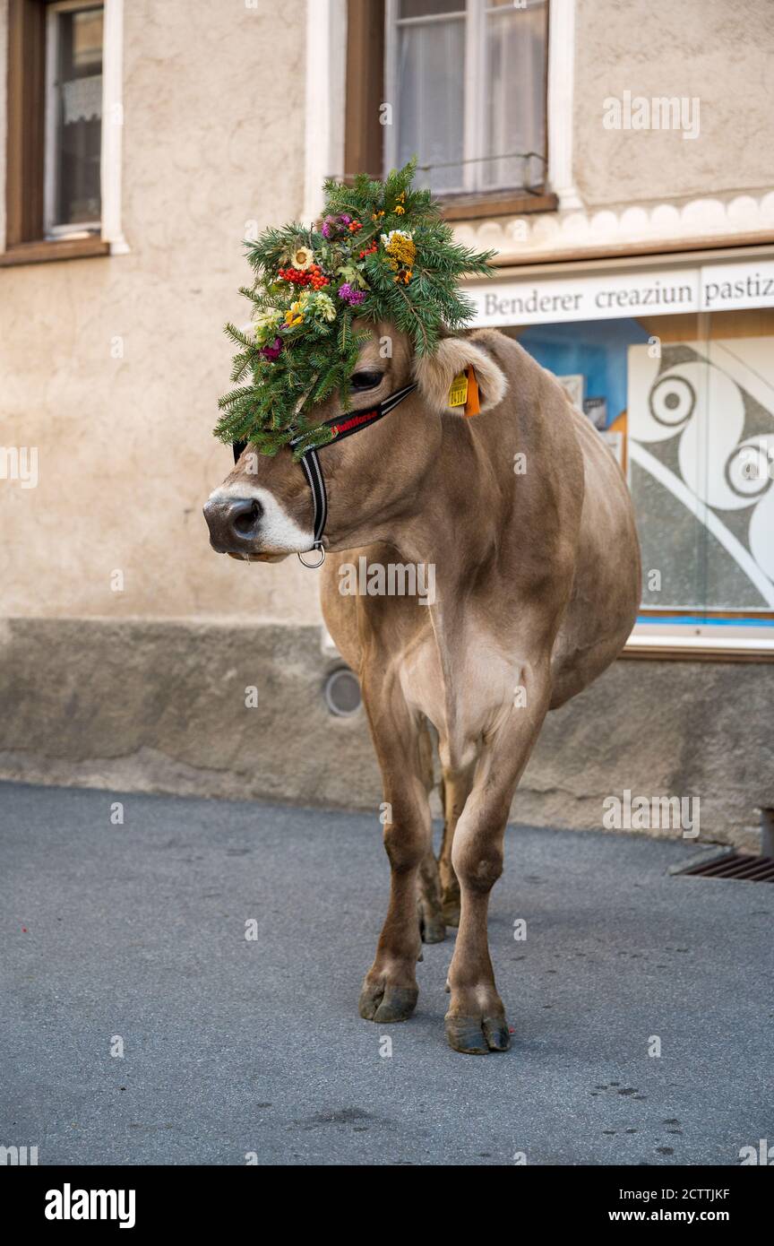 Alpabzug in Sent, Engadin Stockfoto