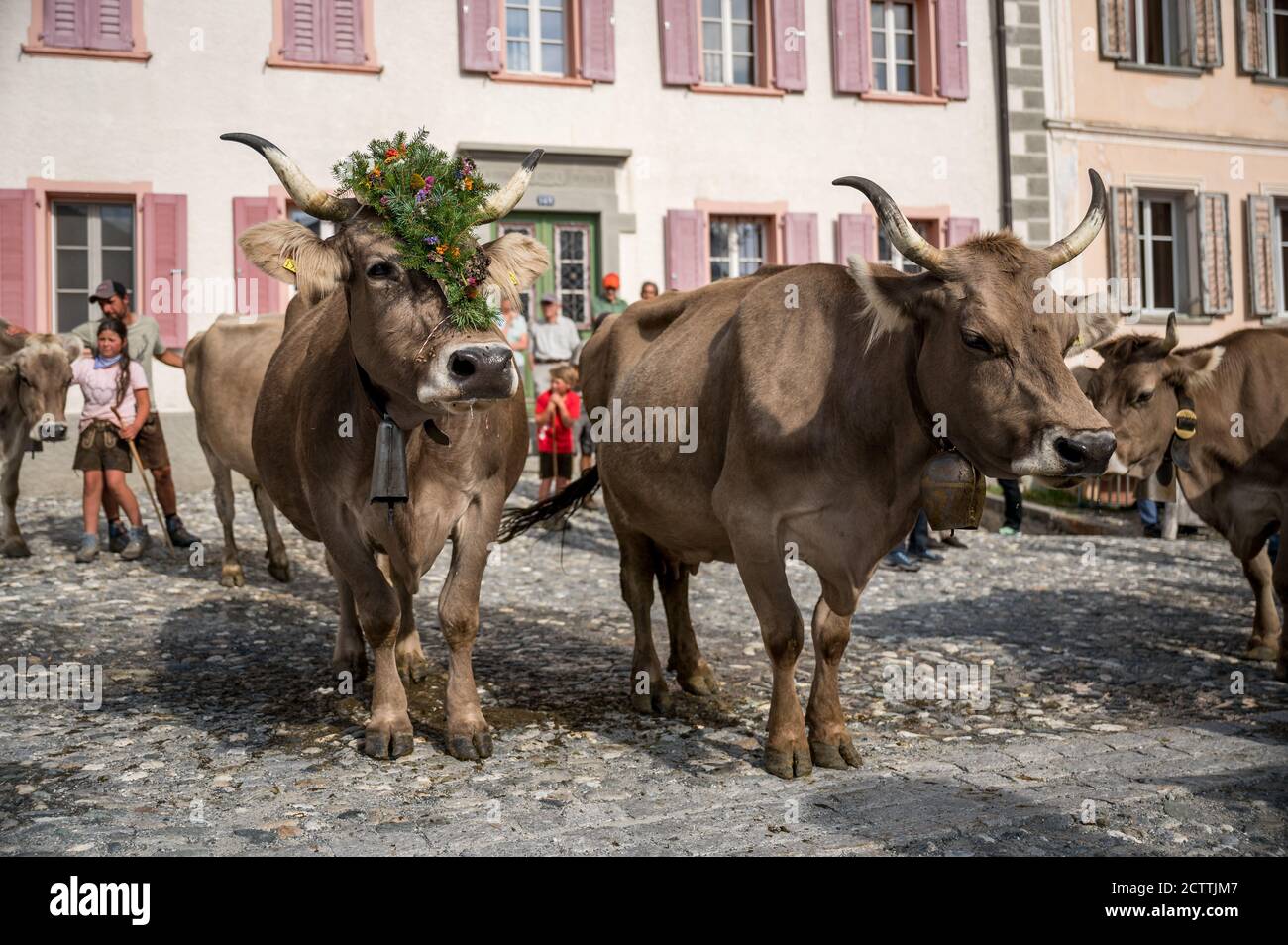 Geschmückte Kuh an Alpabzug in Sent, Engadin Stockfoto