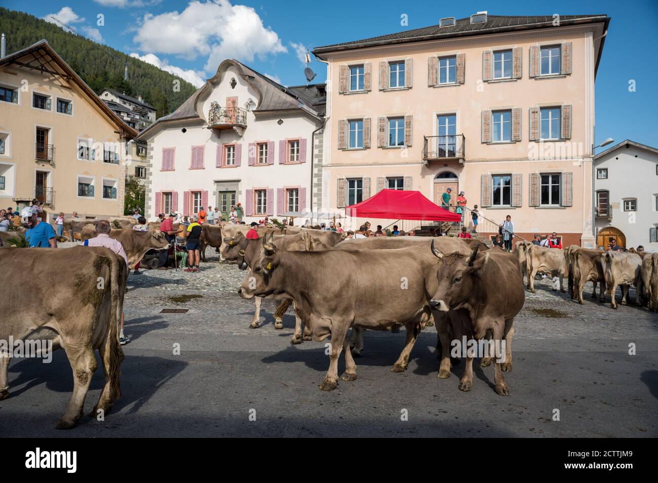 Alpabzug in Sent, Engadin Stockfoto