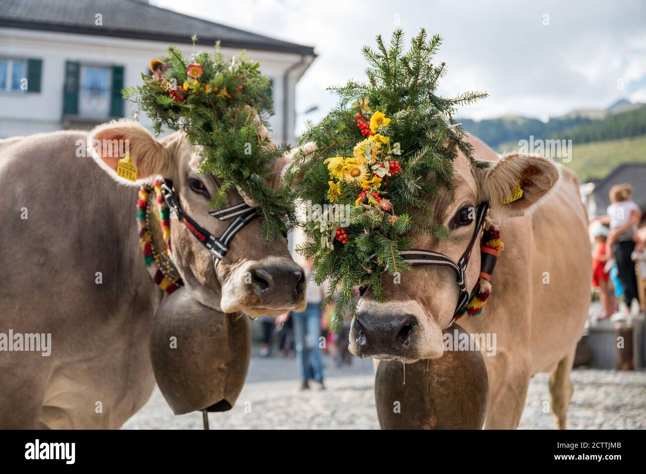 Portrait von zwei geschmückten braunen Kühen an Alpabzug in Sent, Engadin Stockfoto
