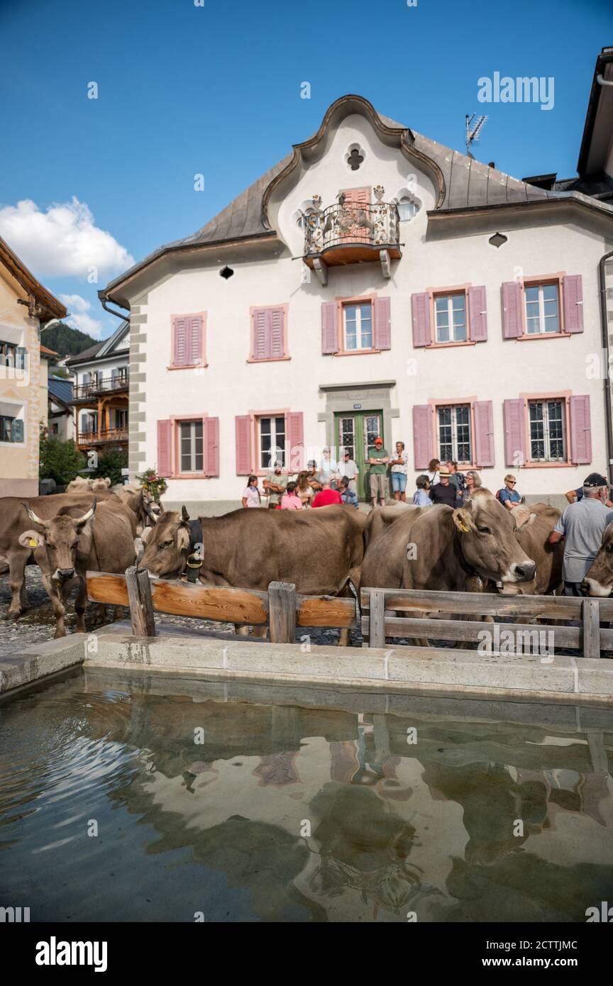 Alpabzug in Sent, Engadin Stockfoto