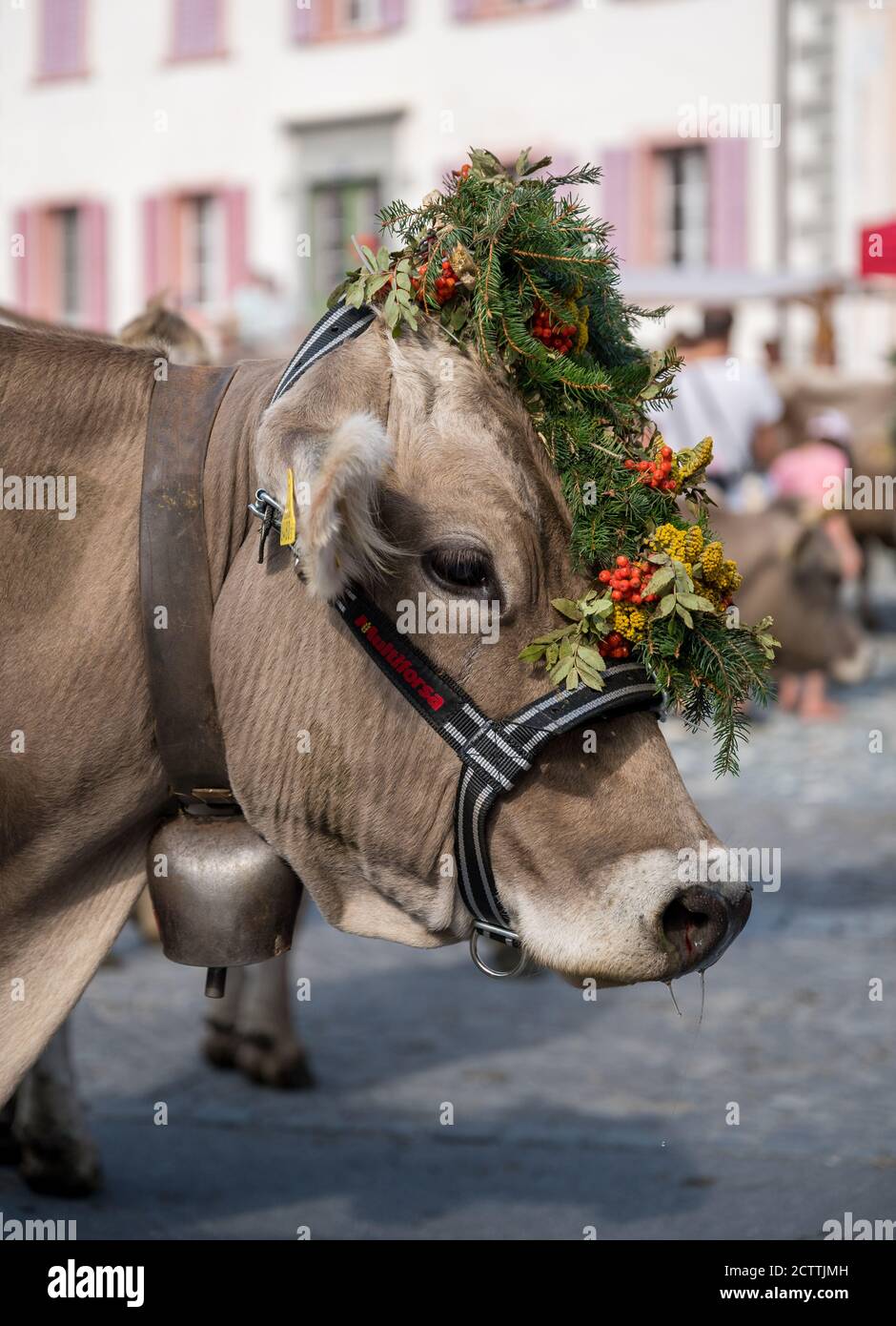 Geschmückte Kuh an Alpabzug in Sent, Engadin Stockfoto