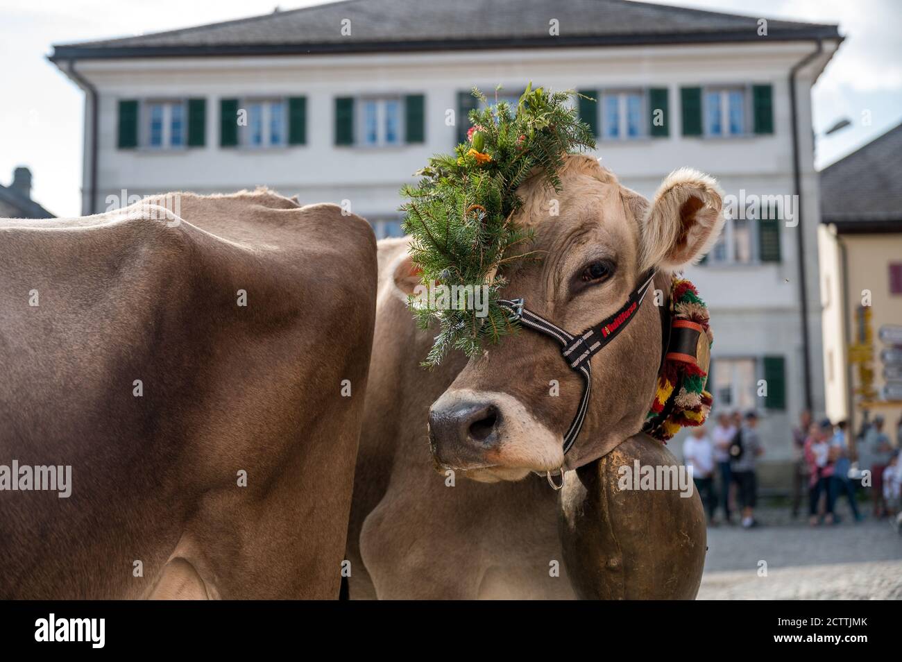 Geschmückte Kuh an Alpabzug in Sent, Engadin Stockfoto