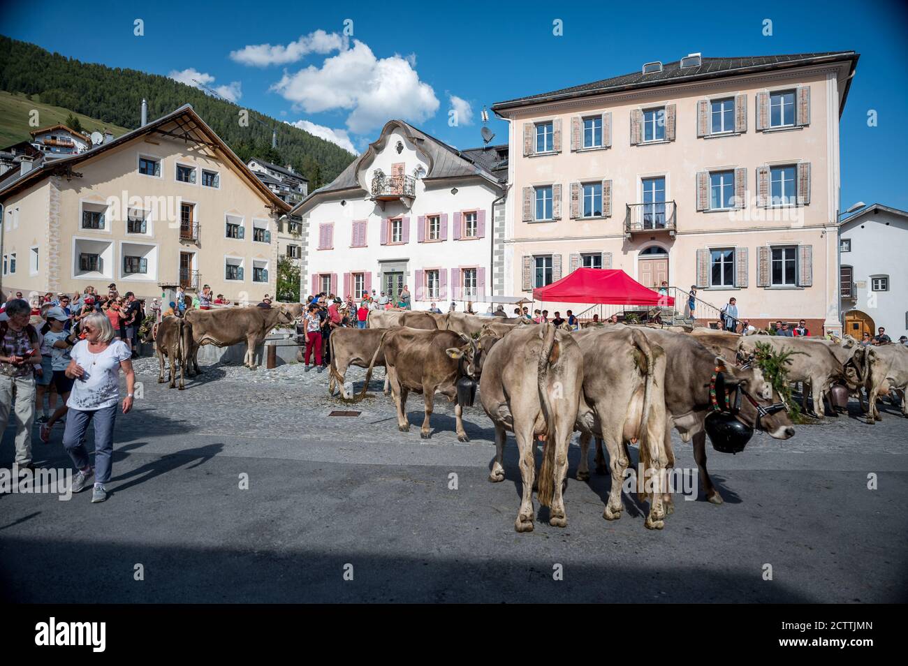 Alpabzug in Sent, Engadin Stockfoto