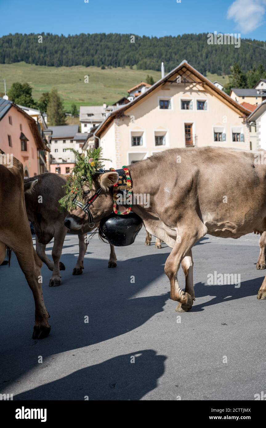 Traditionell geschmückte Kuh an Alpabzug in Sent, Engadin Stockfoto