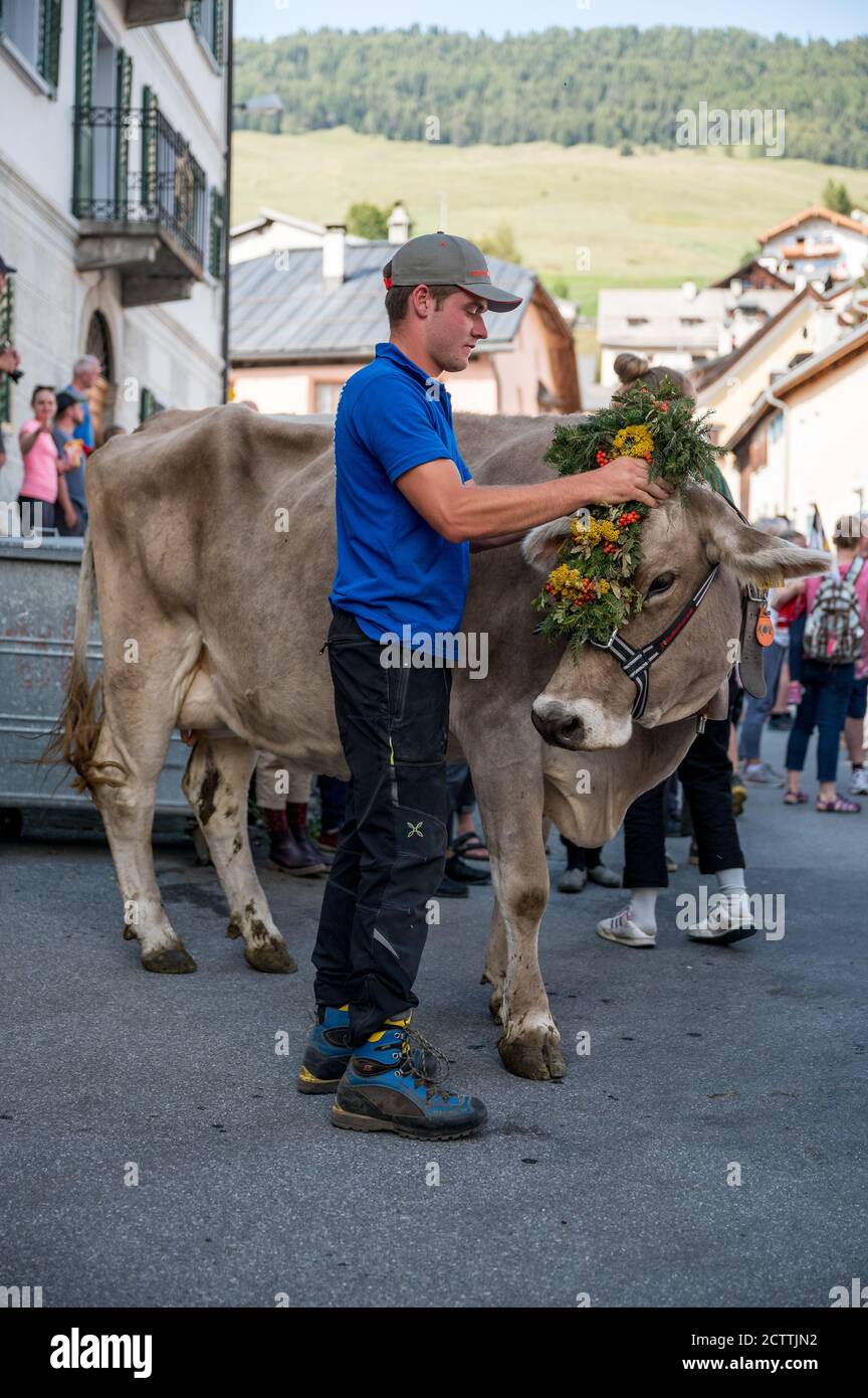 Alpabzug in Sent, Engadin Stockfoto