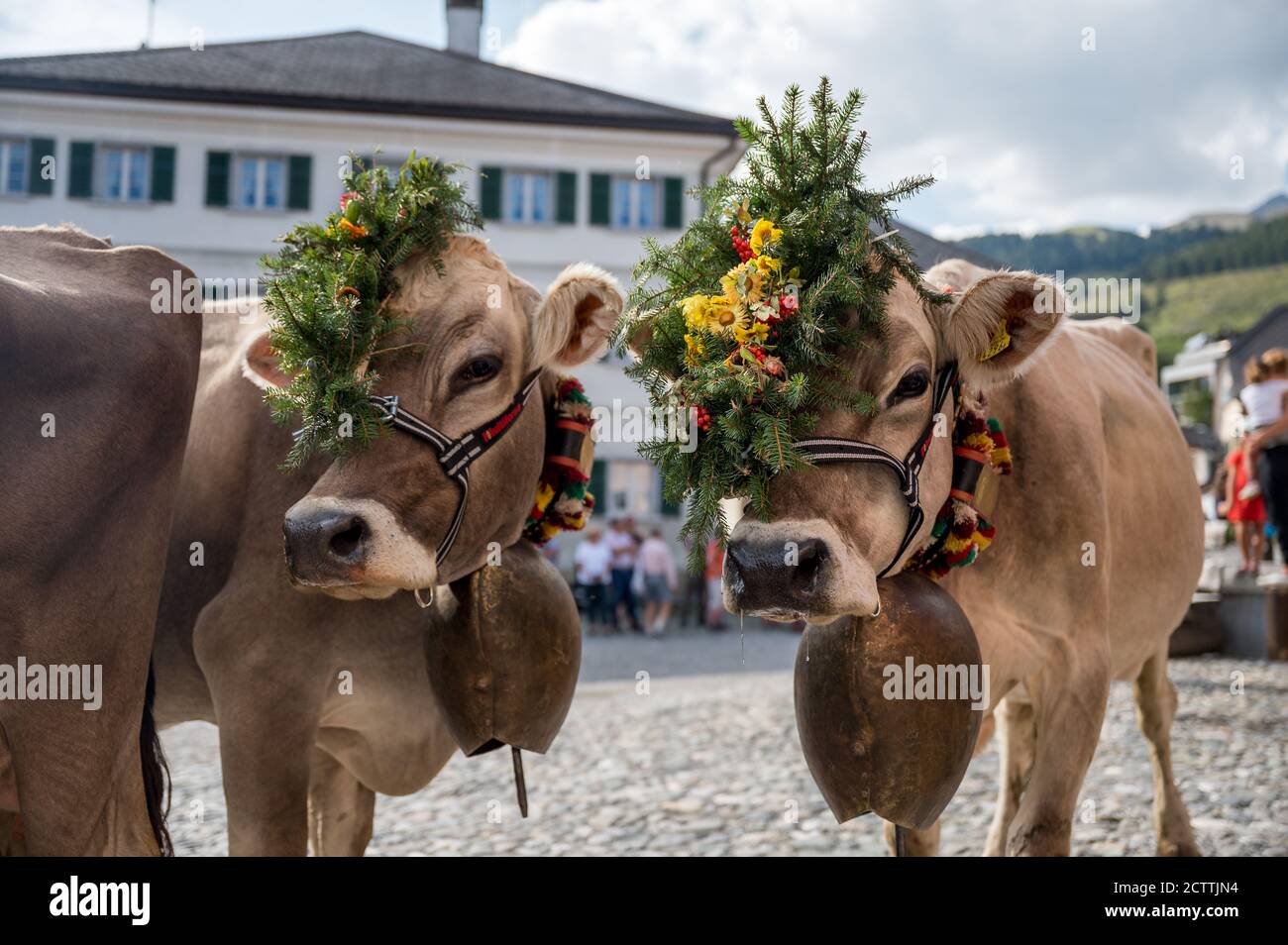 Geschmückte Kuh an Alpabzug in Sent, Engadin Stockfoto