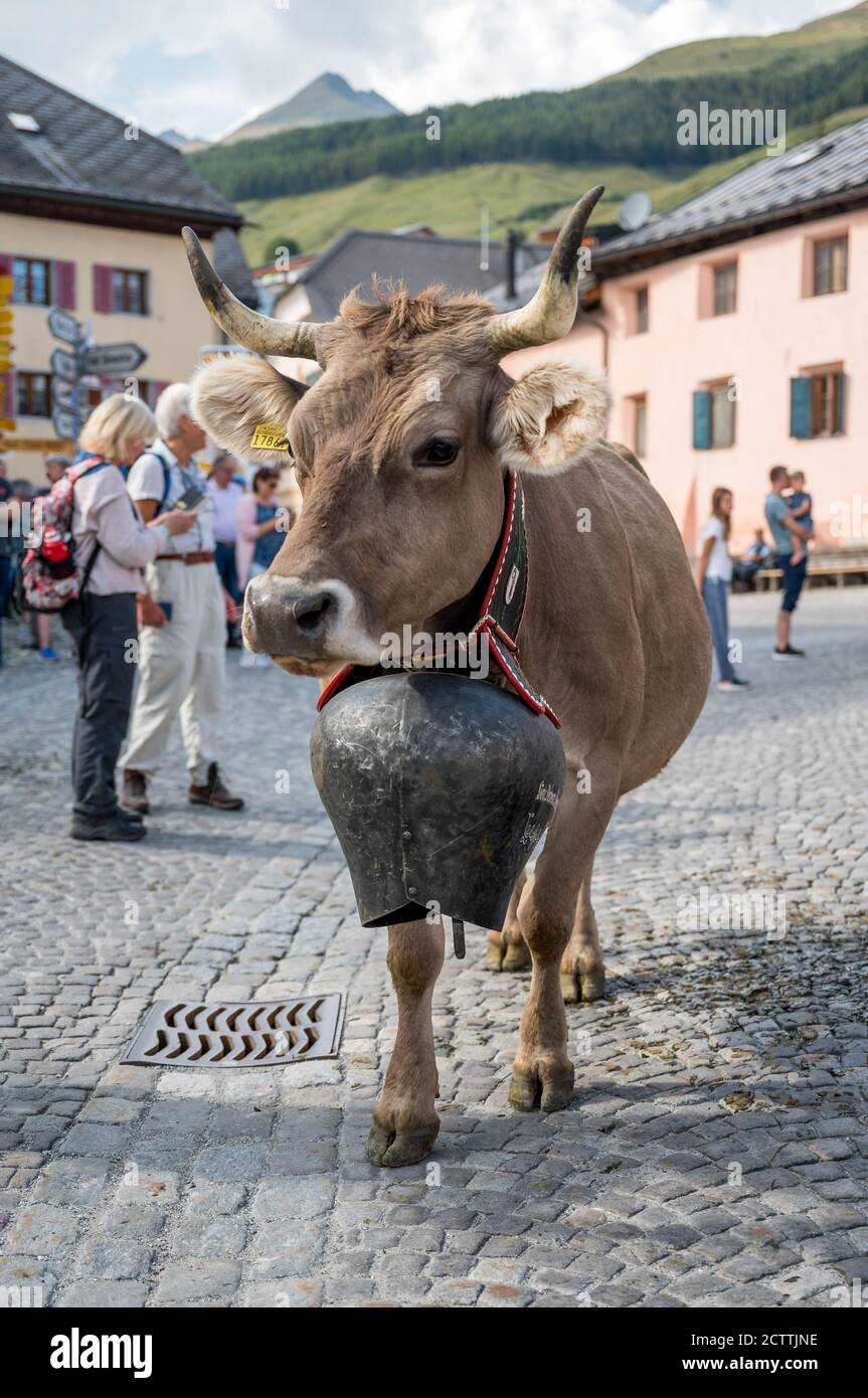 Alpabzug in Sent, Engadin Stockfoto
