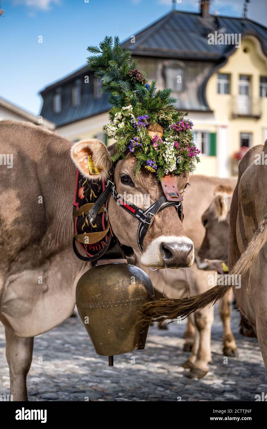 Geschmückte Kuh an Alpabzug in Sent, Engadin Stockfoto