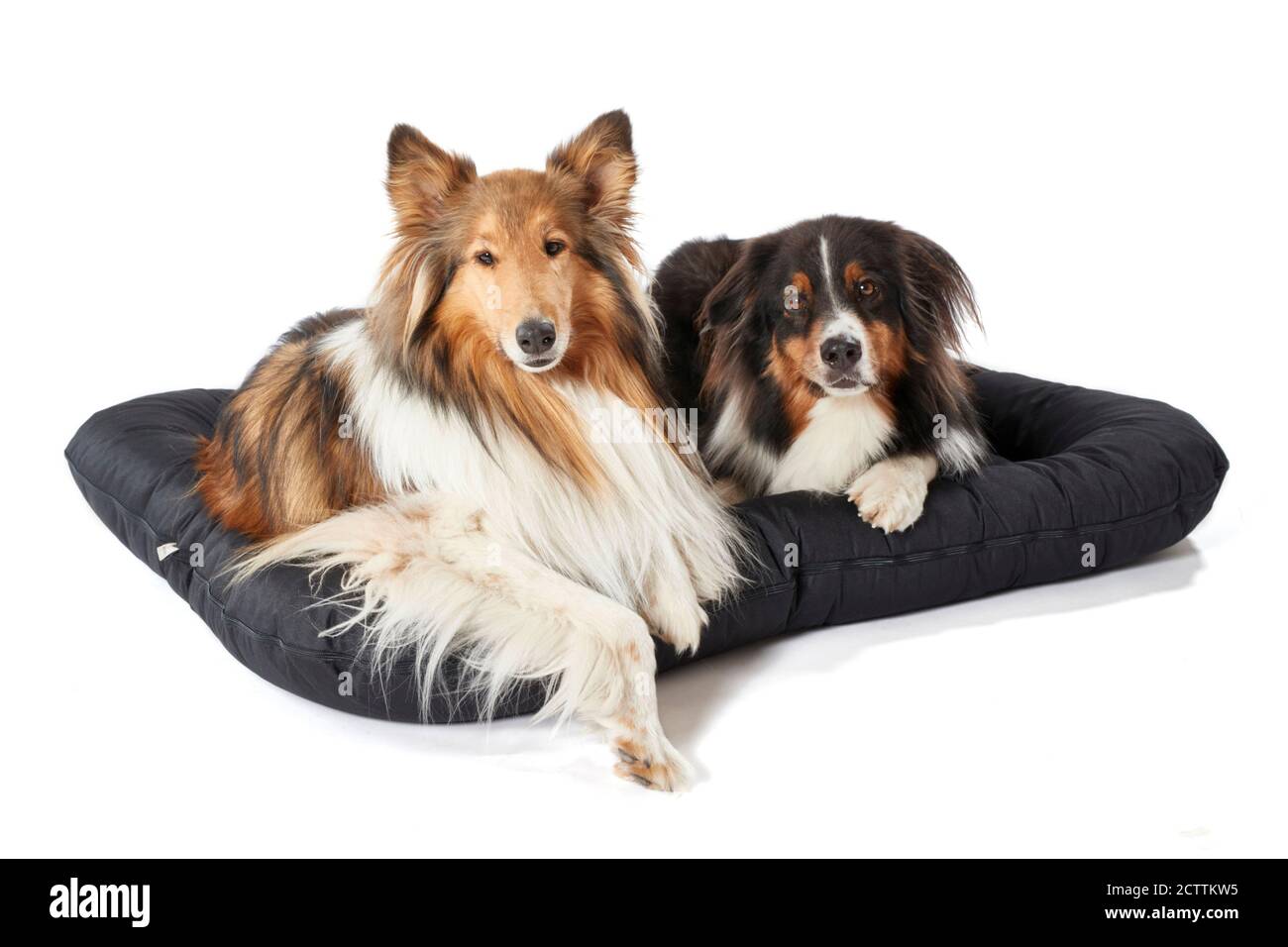Rough Collie und Australian Shepherd. Zwei Erwachsene Hunde liegen auf einem Haustierbett. Stockfoto