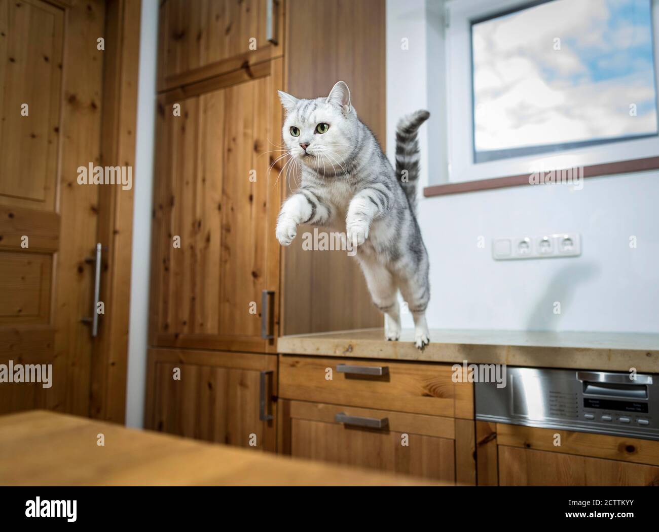 Katze springt -Fotos und -Bildmaterial in hoher Auflösung – Alamy