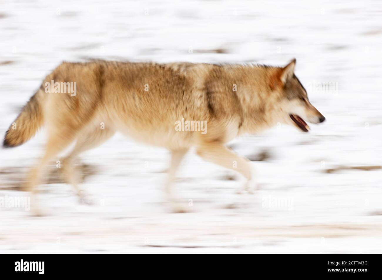 Europäischer Wolf (Canis lupus lupus). Erwachsene traben im Schnee. Nationalpark Bayerischer Wald, Bayern, Stockfoto