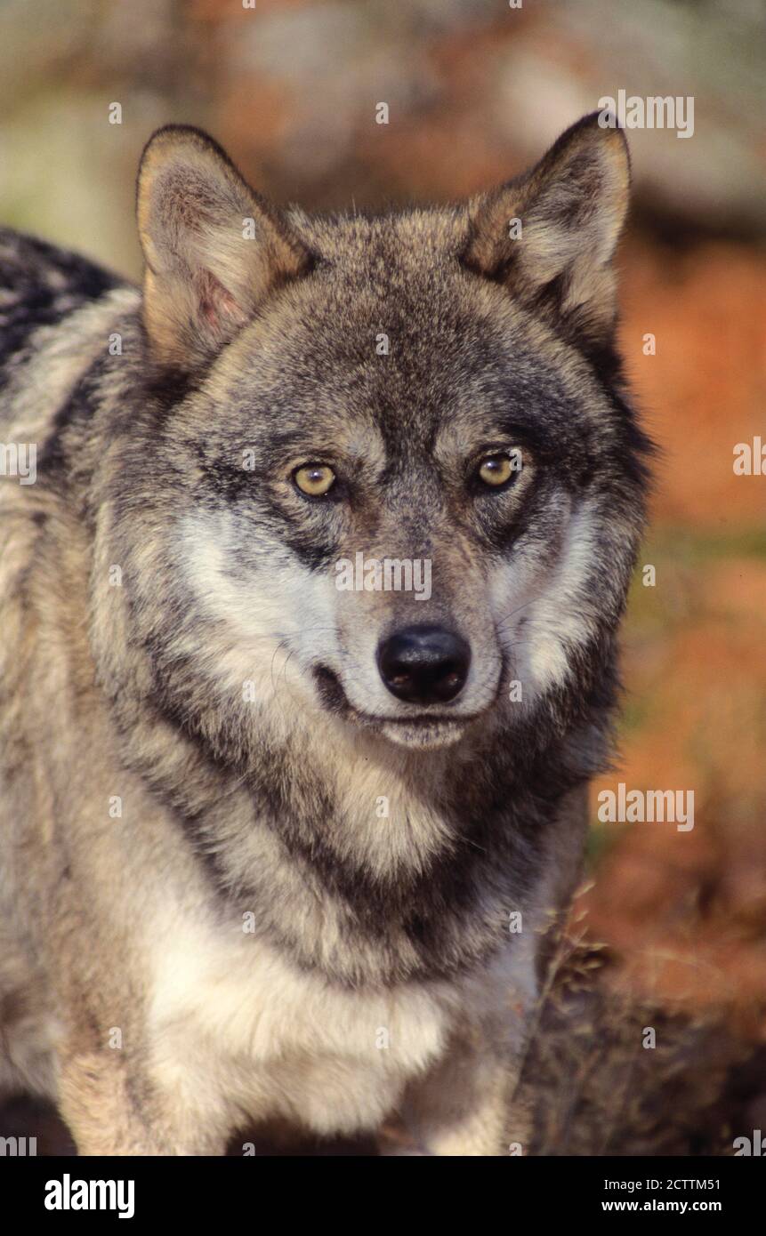 Europäischer Wolf (Canis lupus lupus). Porträt eines Erwachsenen. Stockfoto