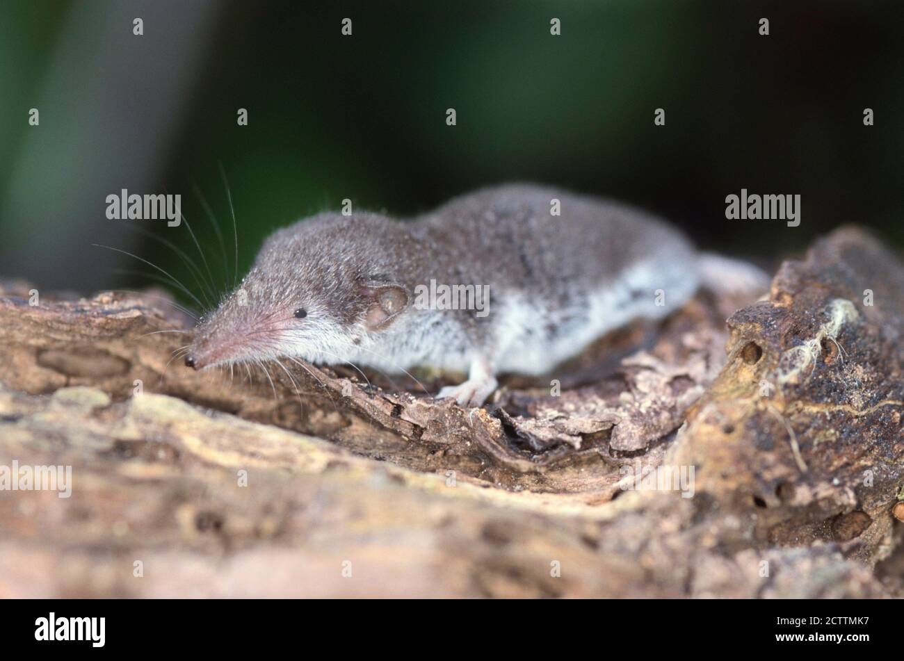 Bicolored Shrew (Crocidura leucodon) auf einer Wurzel. Stockfoto