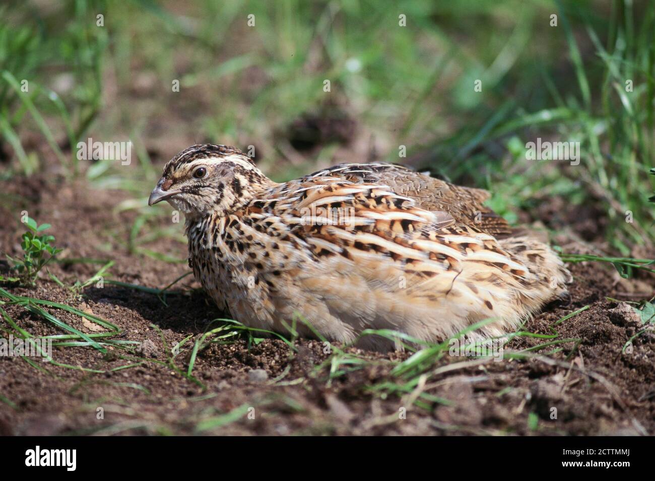 Wachtel (Coturnix coturnix). Erwachsene Weibchen nimmt ein Sandbad. Stockfoto