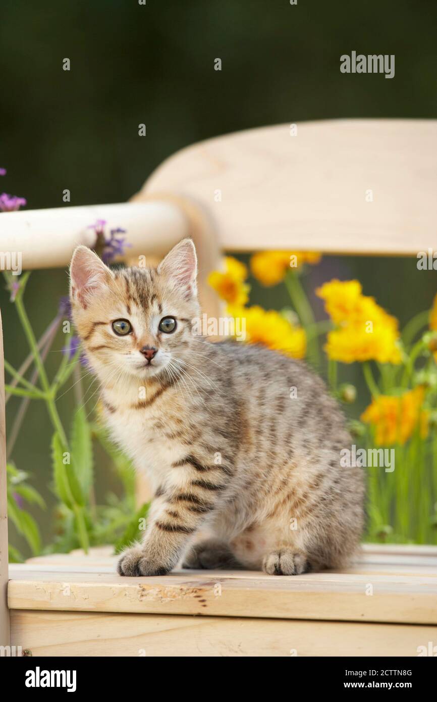 Hauskatze. Tabby Kätzchen sitzen auf einer Holzbank in einem blühenden Garten. Stockfoto
