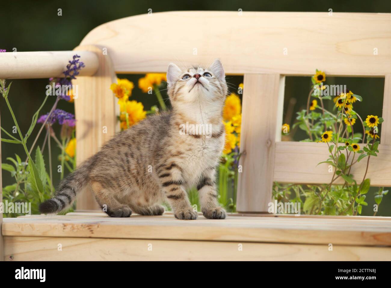Hauskatze. Tabby Kätzchen auf einer Holzbank in einem blühenden Garten. Stockfoto