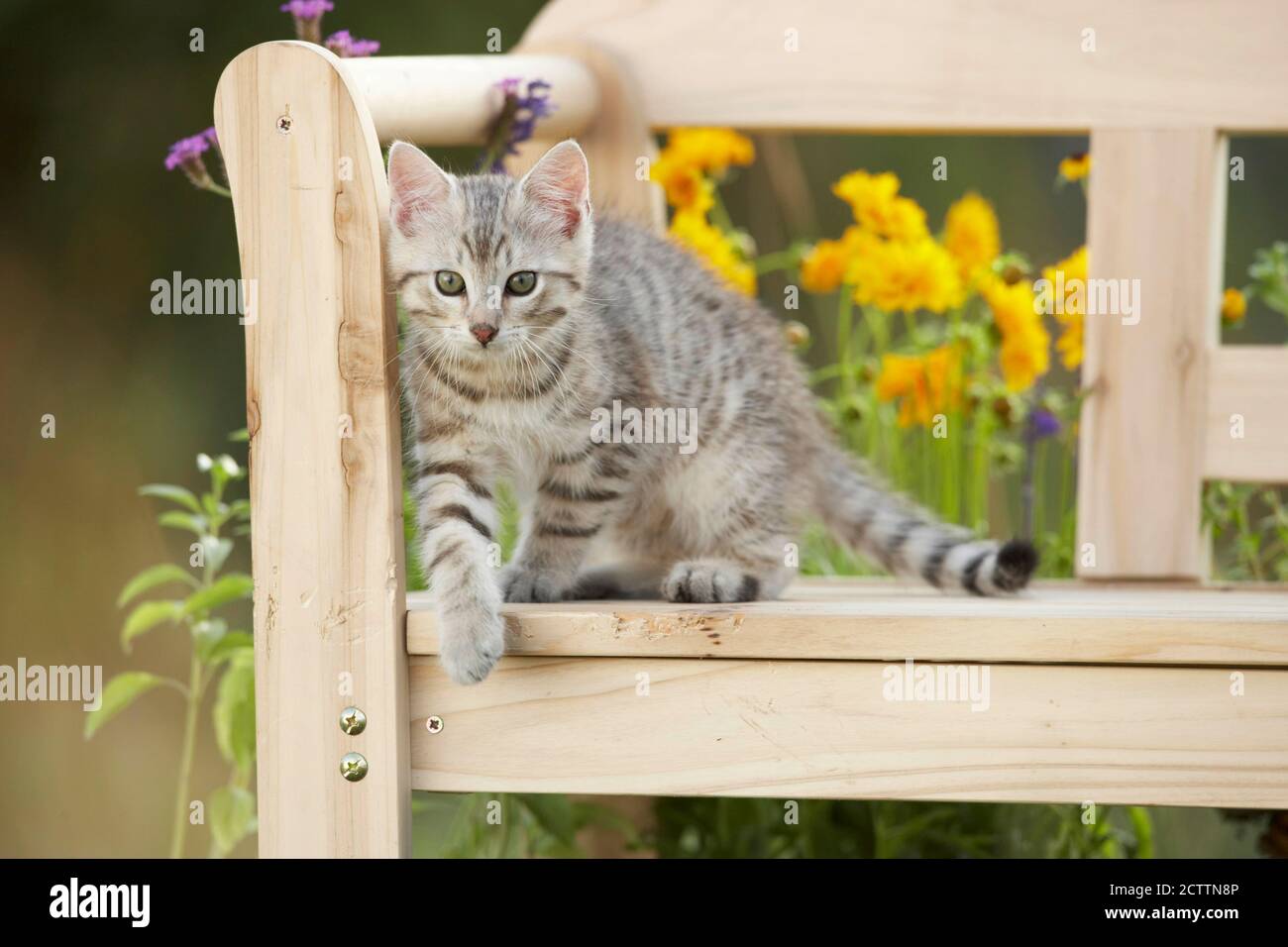 Hauskatze. Tabby Kätzchen auf einer Holzbank in einem blühenden Garten. Stockfoto