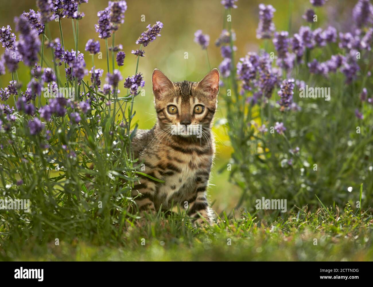 Bengalkatze. Kätzchen in einem Garten inmitten blühender Lavendel. Stockfoto