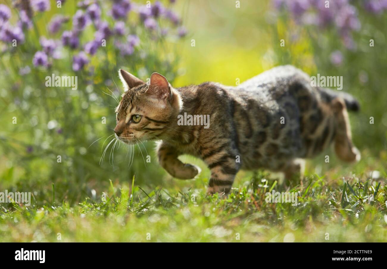 Bengalkatze. Kätzchen stakling in einem Garten vor blühendem Lavendel. Stockfoto