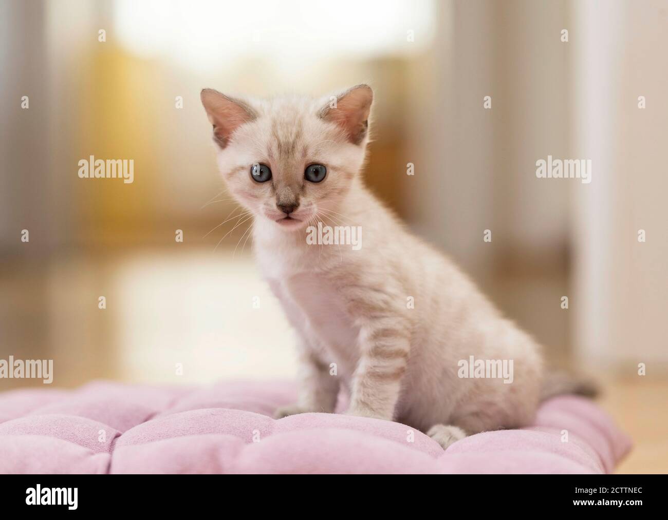 Bengalkatze. Kätzchen sitzt auf einem rosa Kissen. Stockfoto