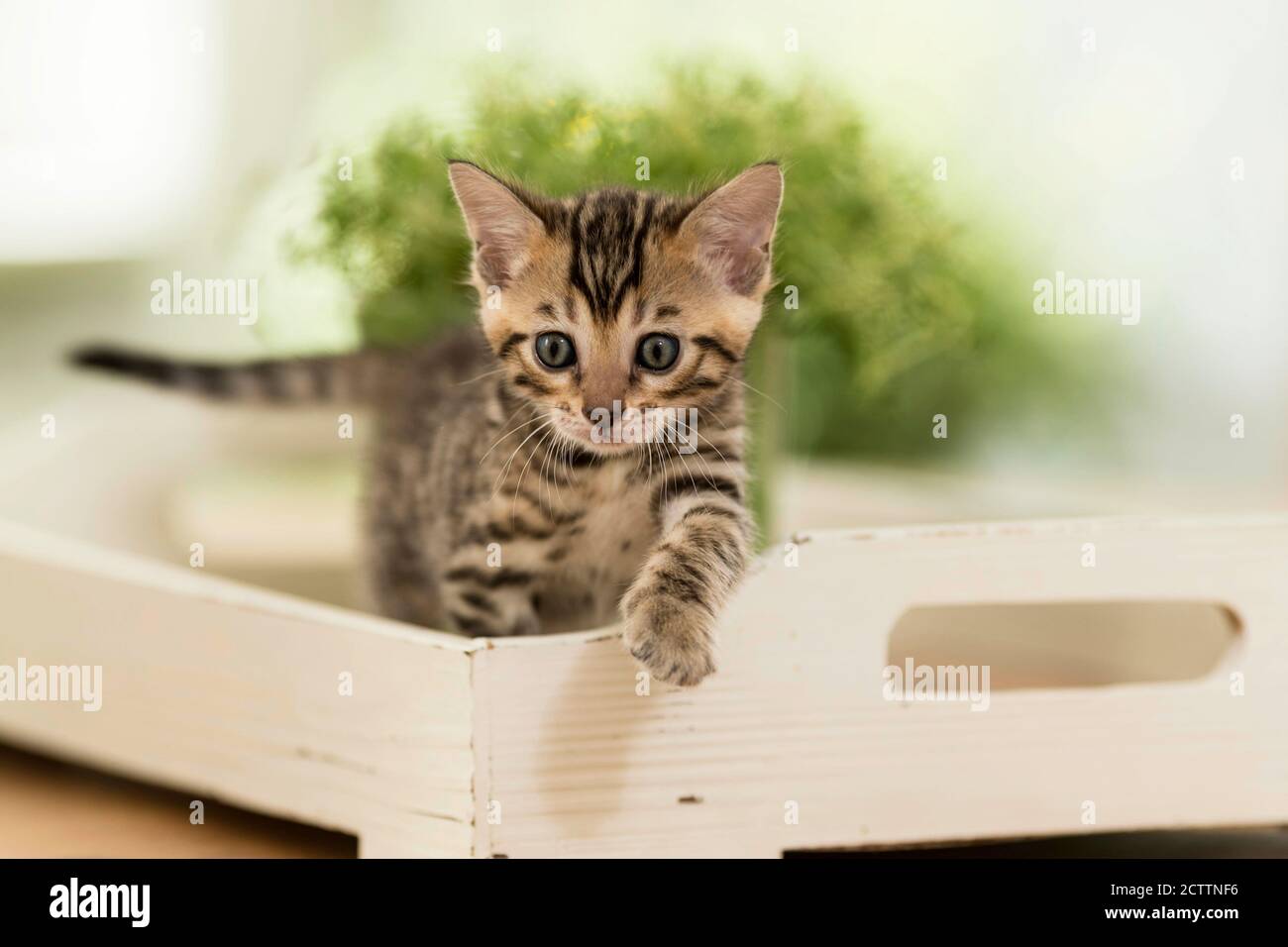 Bengalkatze. Ein Kätzchen auf einem Holztablett Stockfoto