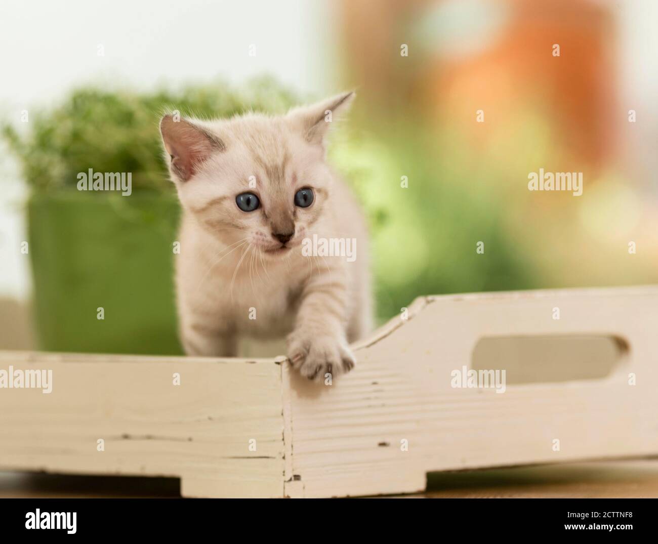 Bengalkatze. Ein Kätzchen auf einem Holztablett Stockfoto