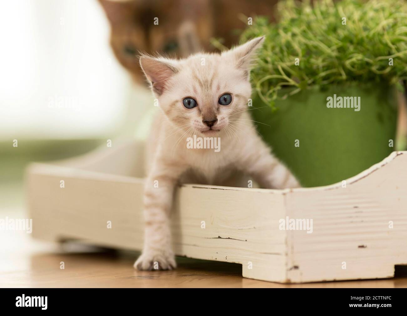 Bengalkatze. Ein Kätzchen auf einem Holztablett Stockfoto