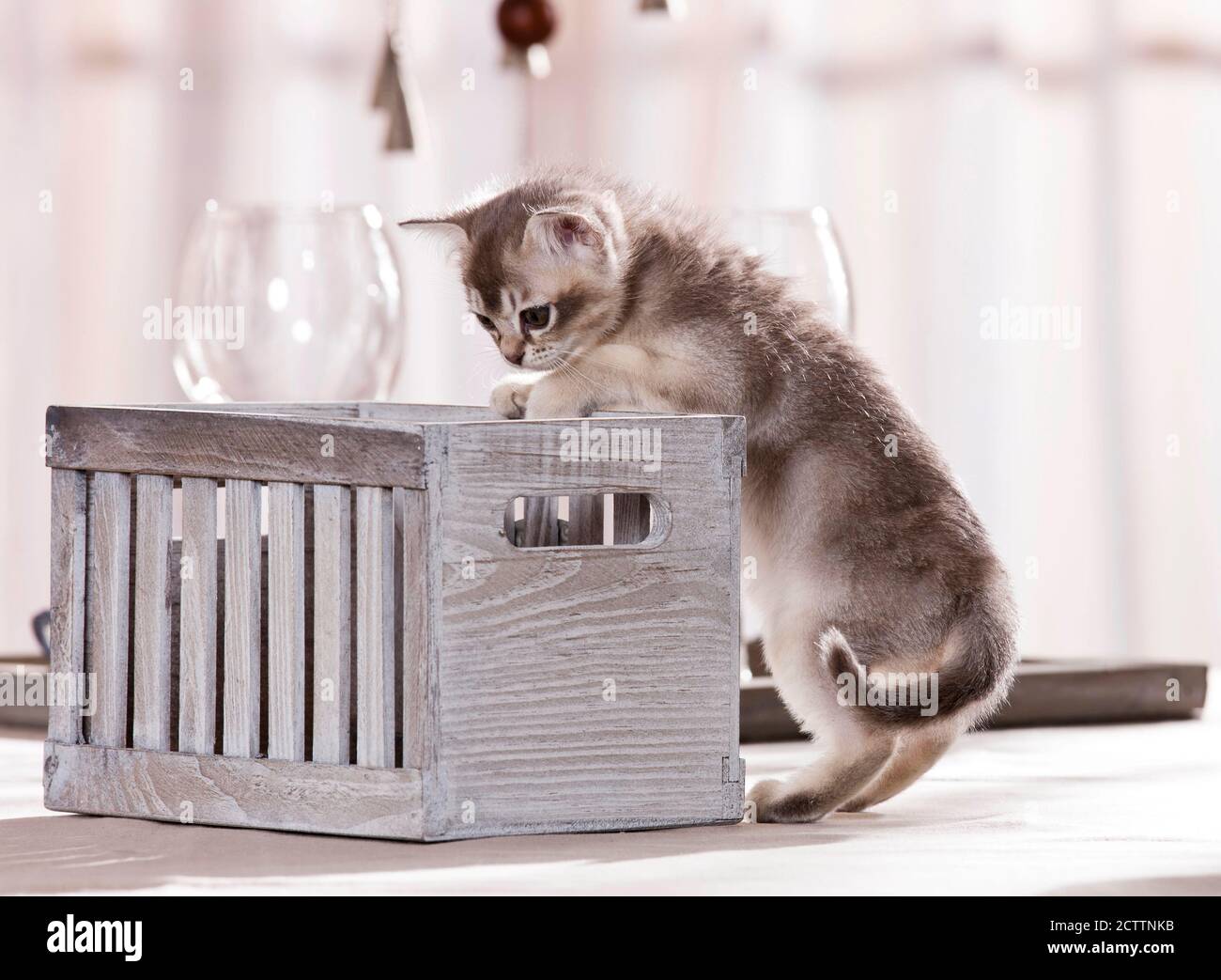 Birmanische Katze. Ein Kätzchen kommt in eine Holzkiste. Stockfoto