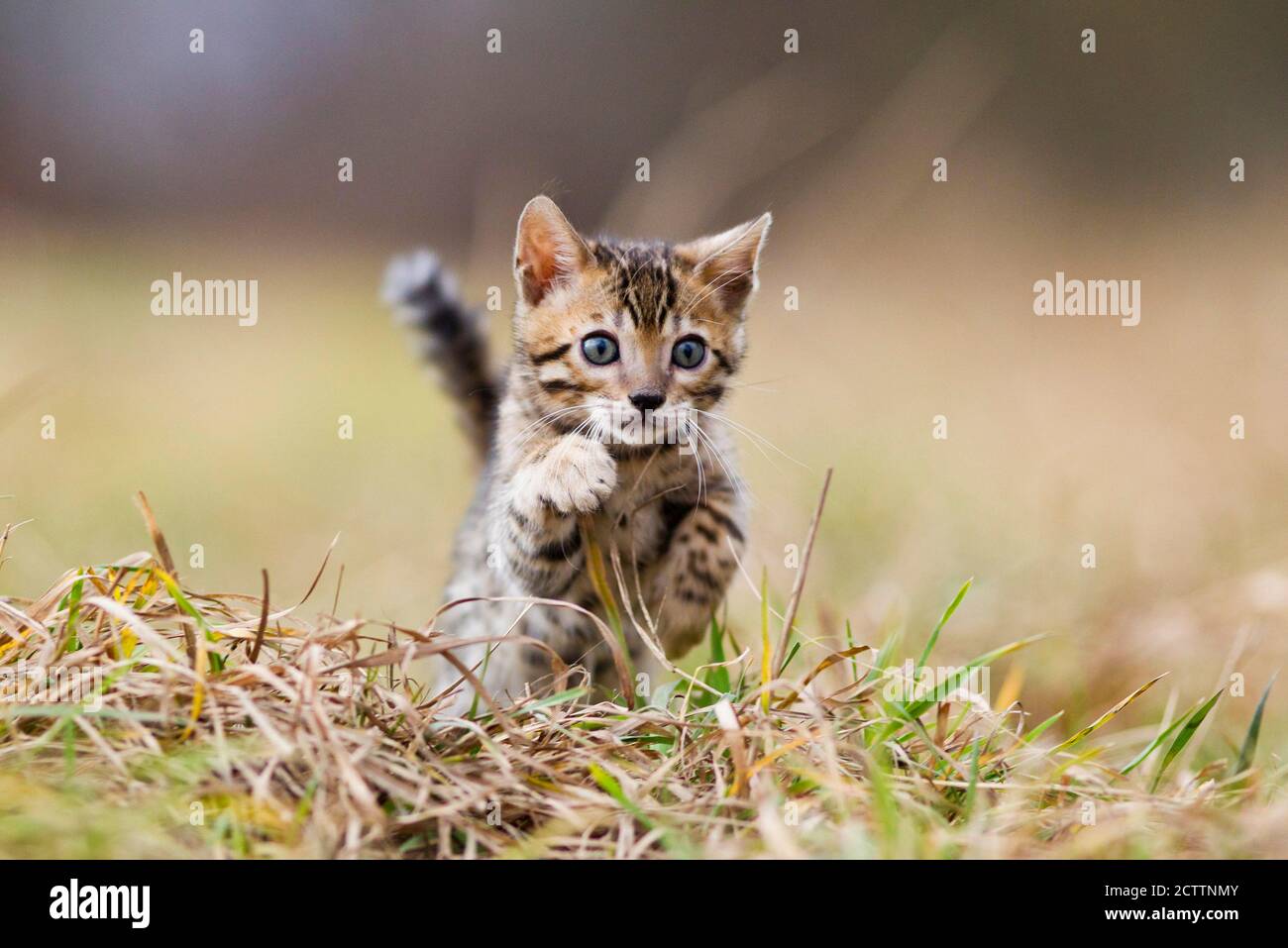 Bengalkatze. Kätzchen springen auf Gras. Stockfoto