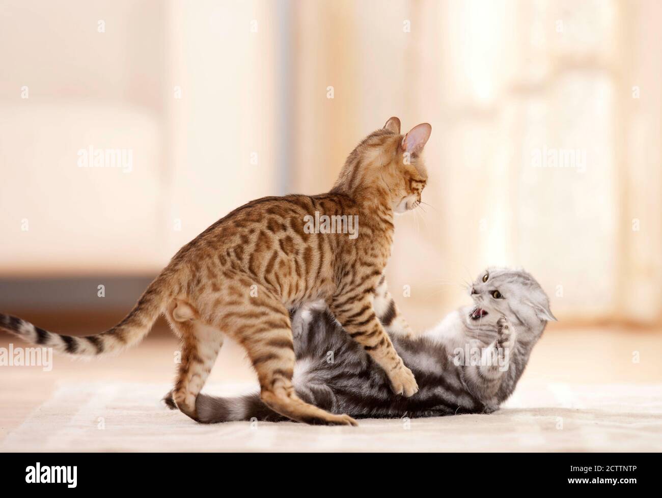 Britische Kurzhaar-Katze und Bengalkatze. Zwei Erwachsene Katzen kämpfen in einer Wohnung. Stockfoto