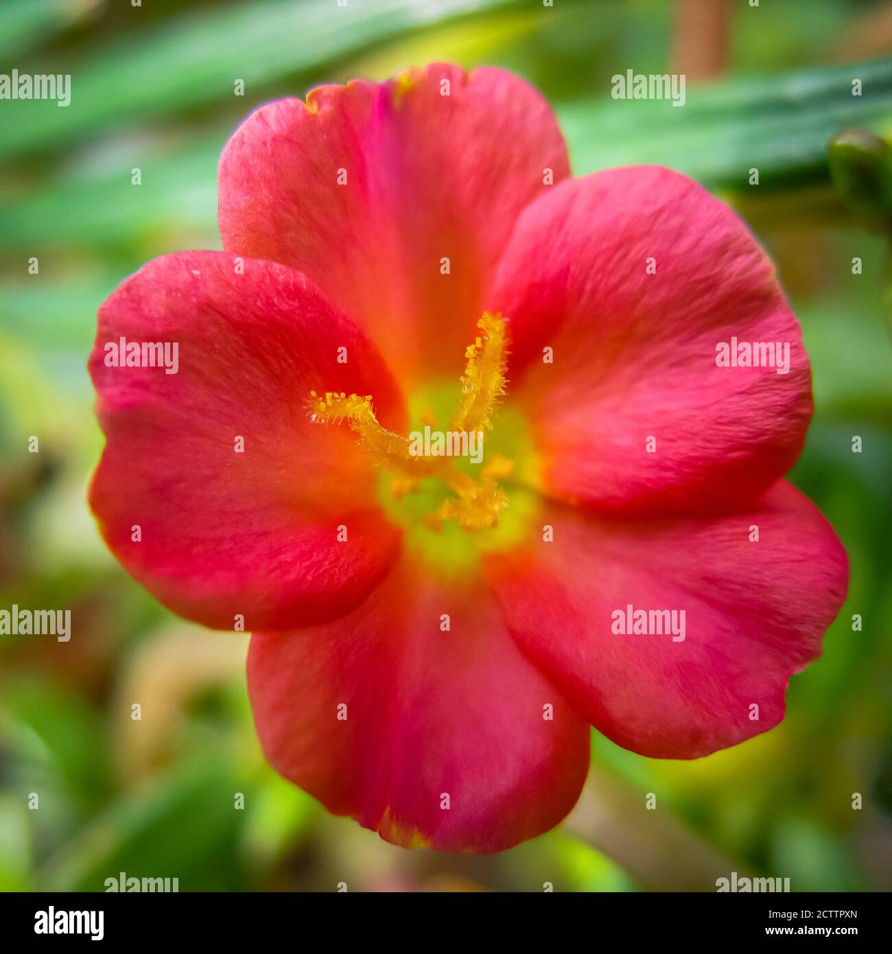 Schwaches Makrobild mit selektivem Fokus einer rosa Rose Moosblume Stockfoto