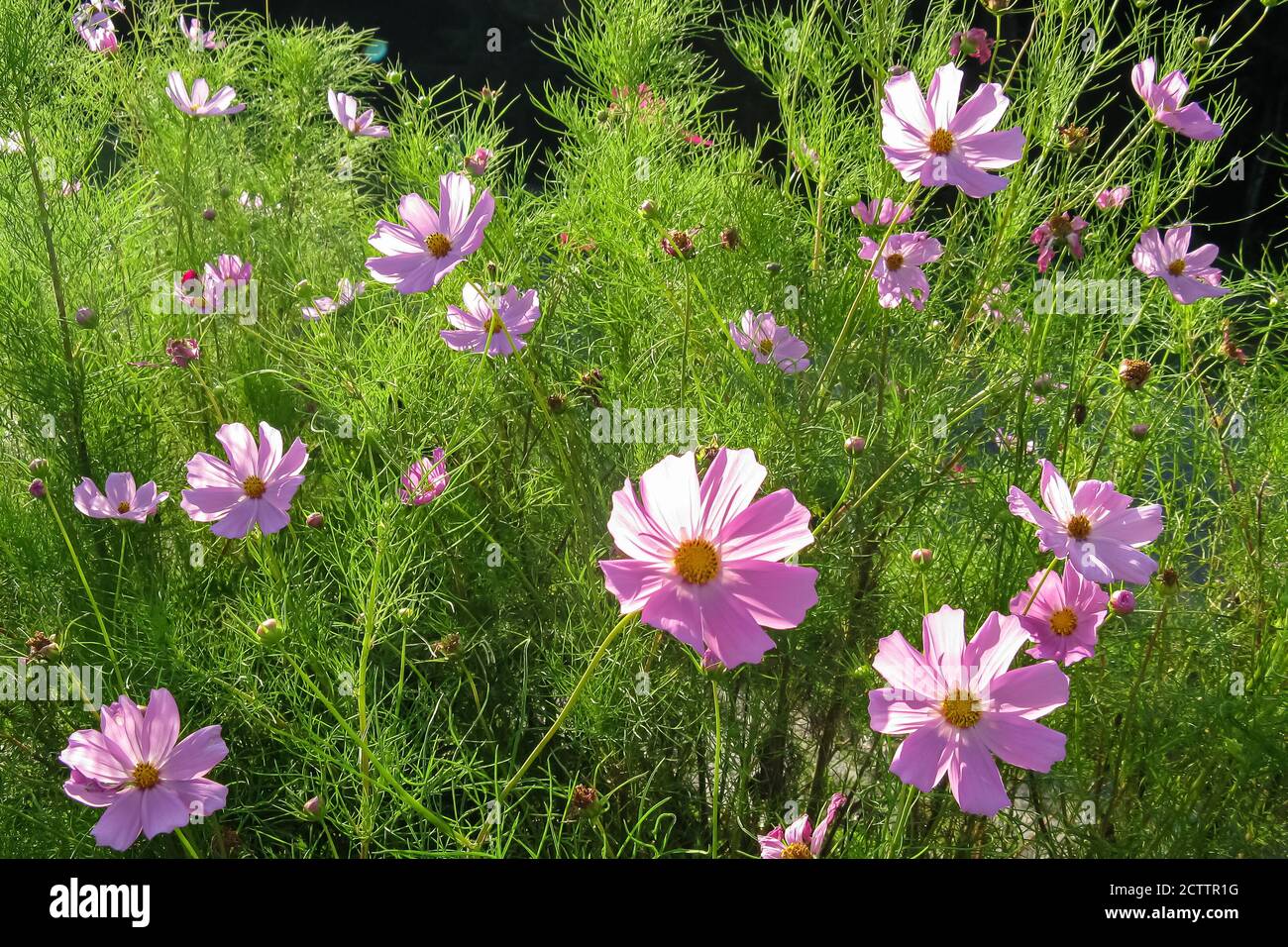 Ein Rahmen voller Rücken sonnenbeschienenen rosa Blüten mit grün Blätter Stockfoto