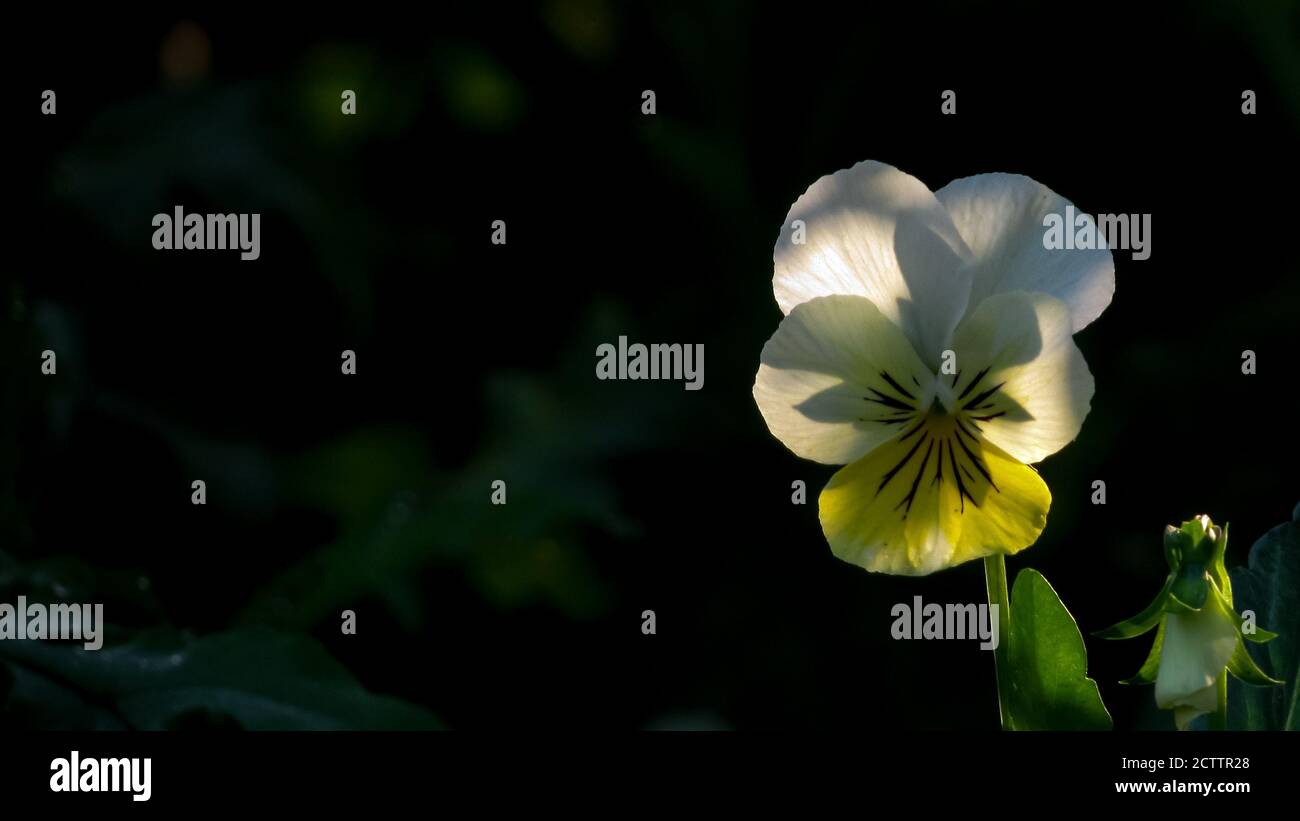 Ein Bergpansy mit Sonnenlicht, das darauf fällt Der Rücken mit hohem Dynamikbereich Stockfoto