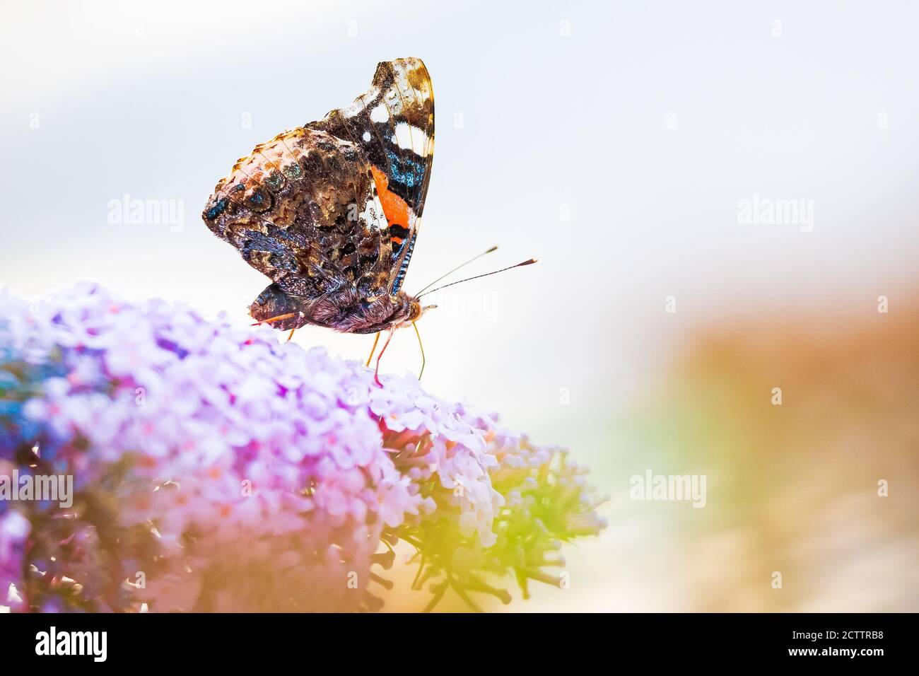 Red Admiral Schmetterling, Vanessa atalanta, Fütterung Nektar aus einer lila Schmetterling - Busch im Garten. Helles Sonnenlicht, lebhafte Farben. Stockfoto