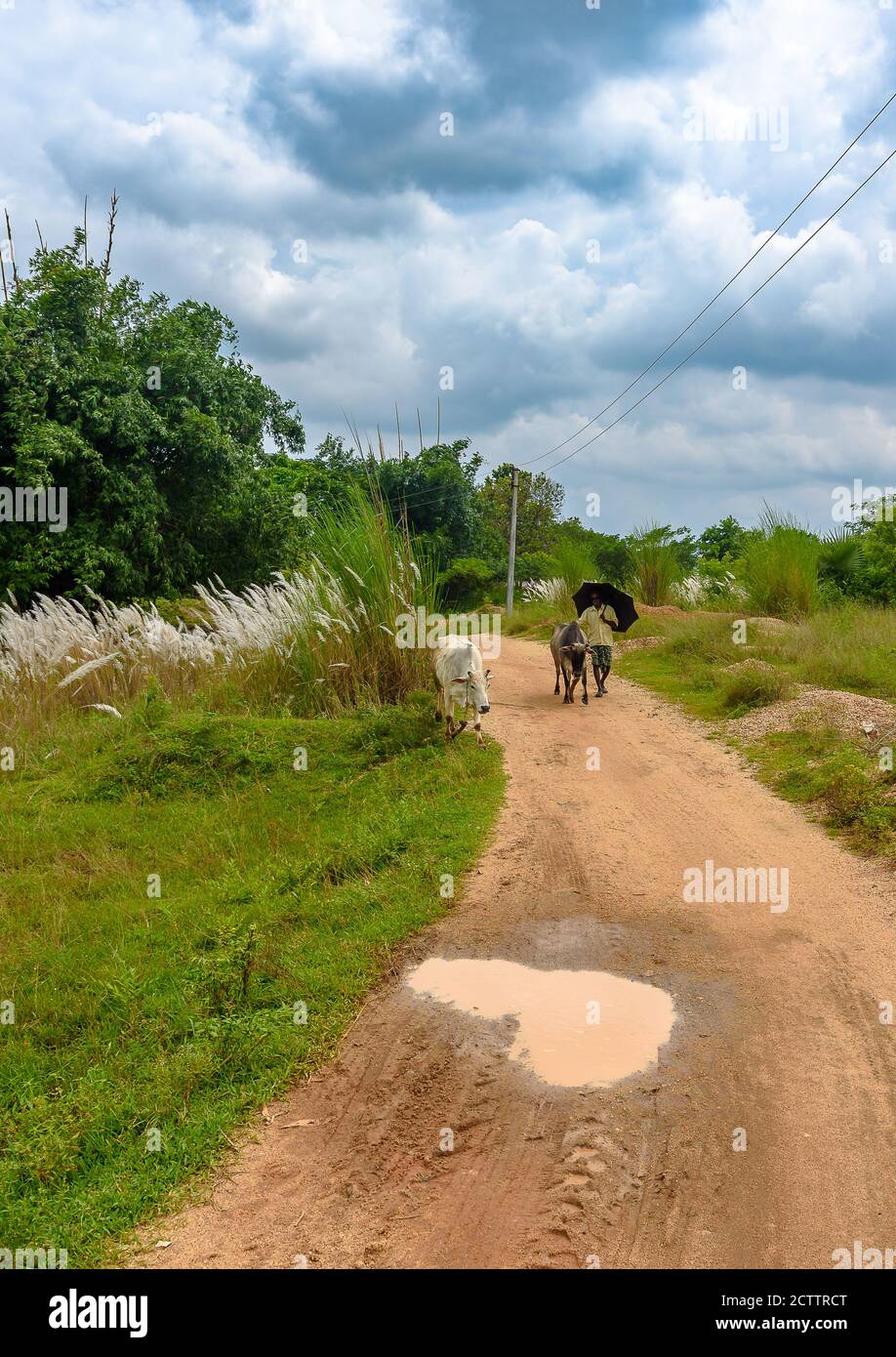 Ein indischer nicht identifizierter Hirte mit seinen Kühen reist auf unbefestigten Straßen von Village. Stockfoto