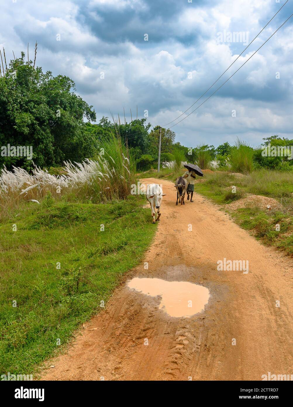 Ein indischer nicht identifizierter Hirte mit seinen Kühen reist auf unbefestigten Straßen von Village. Stockfoto