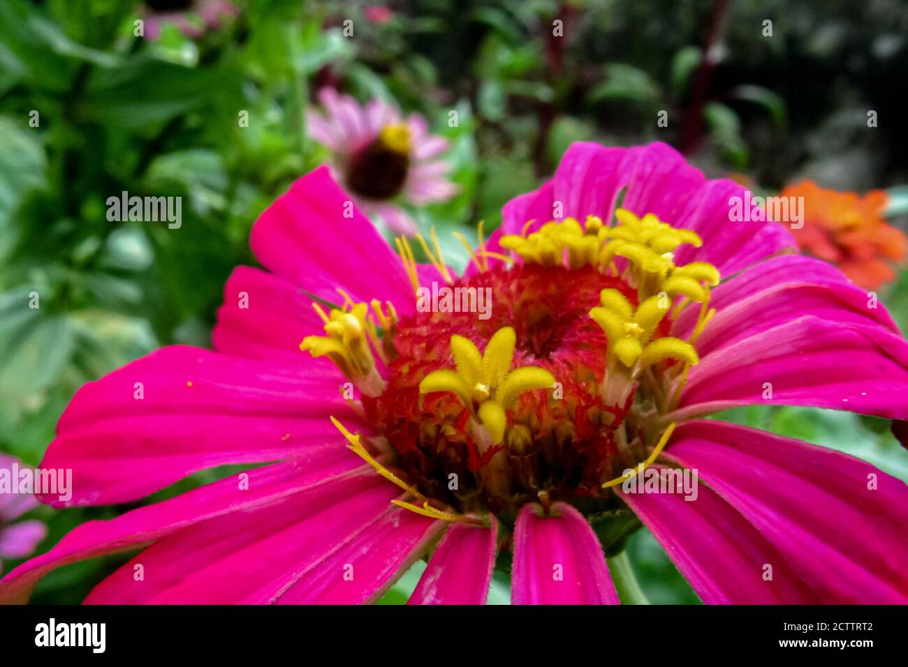 Selektiver Fokus Makro-Bild einer Zinnia Blume mit lebendigen Farben und verschwommener grüner Hintergrund Stockfoto